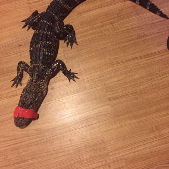 Meet your Posher, Jacob - Picture 1 of 1